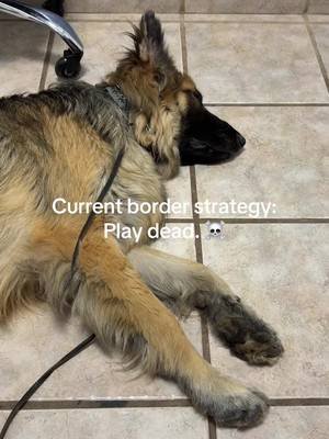 Dear Followers, this whole international travel prep is clearly distressing. Obviously, we are ridden with anxiety. Please send help. Love, Baxter and Ada 😂🐶🐶 #travelwithkids #dogsoftiktok #germanshepherd #singlemom #canadatomexico 
