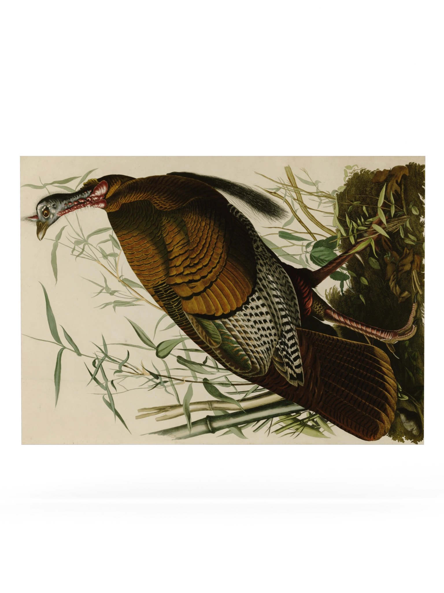 Wild Turkey, Plate 1 – Audubon Poster product image (6)