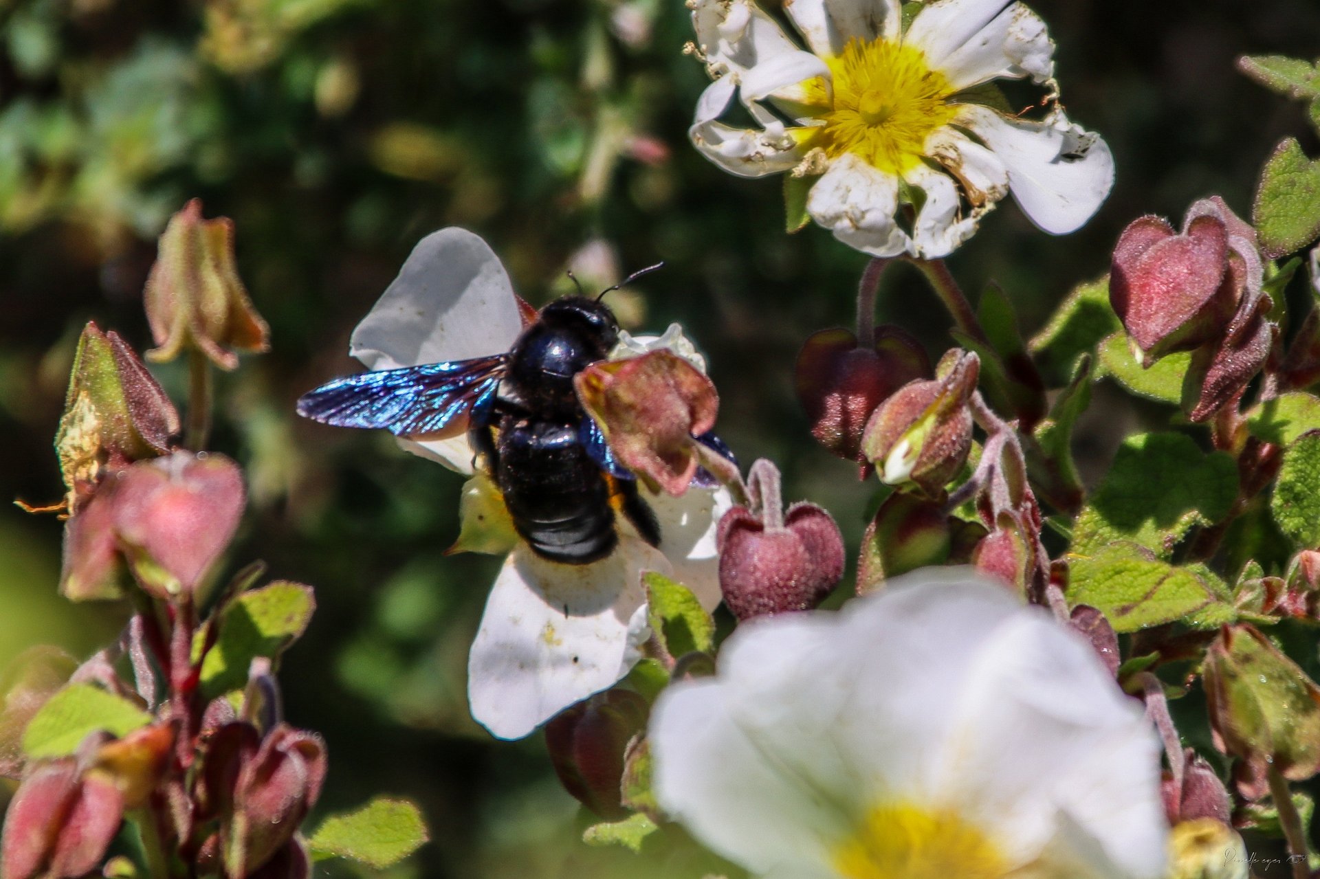 🌿 Fine Art - The Carpenter of the Cistus product image (1)