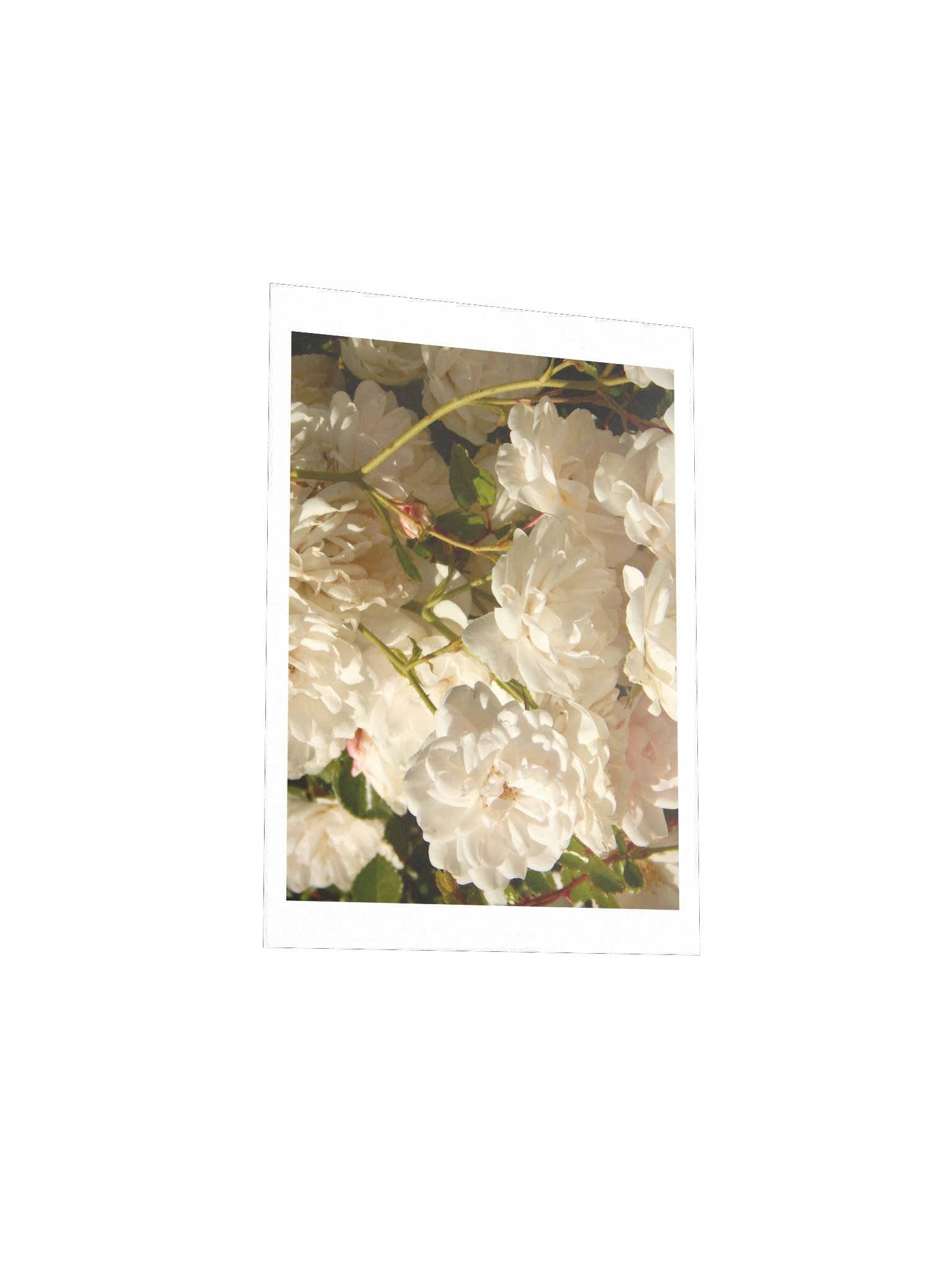 White Roses product image (5)