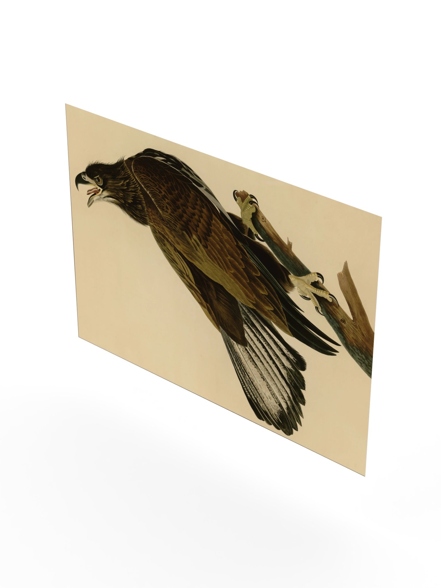 White-headed Eagle, Plate 126 – Audubon Poster product image (8)