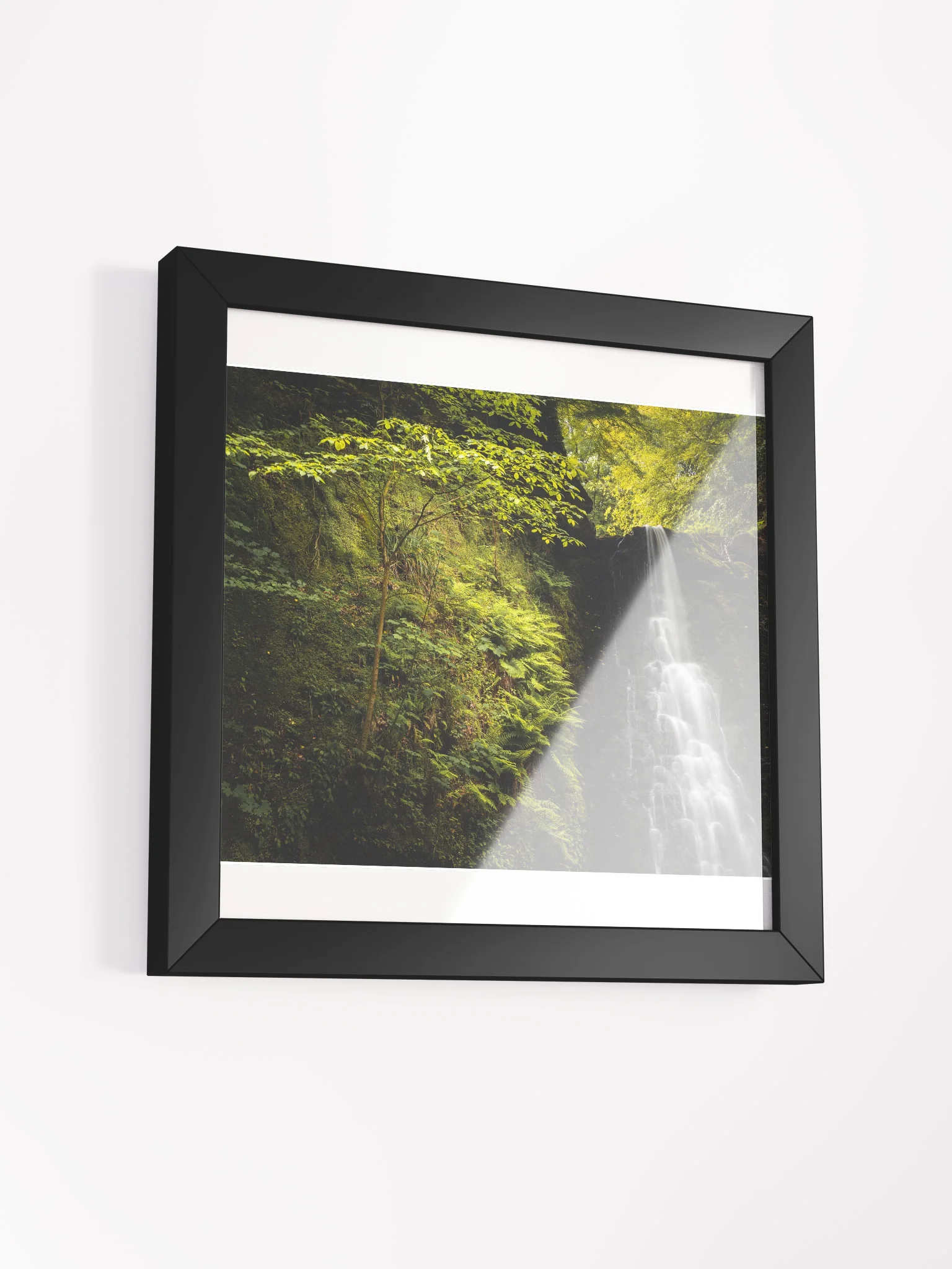 Falling Foss Sapling product image (11)