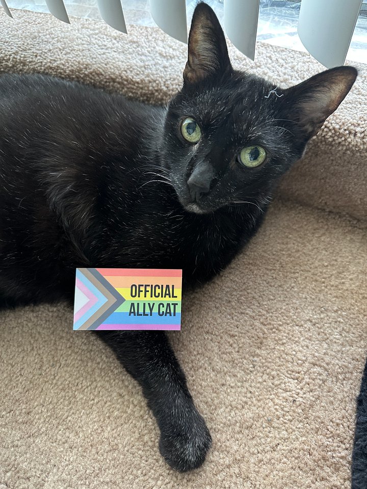 Official Ally Cat card product image (2)