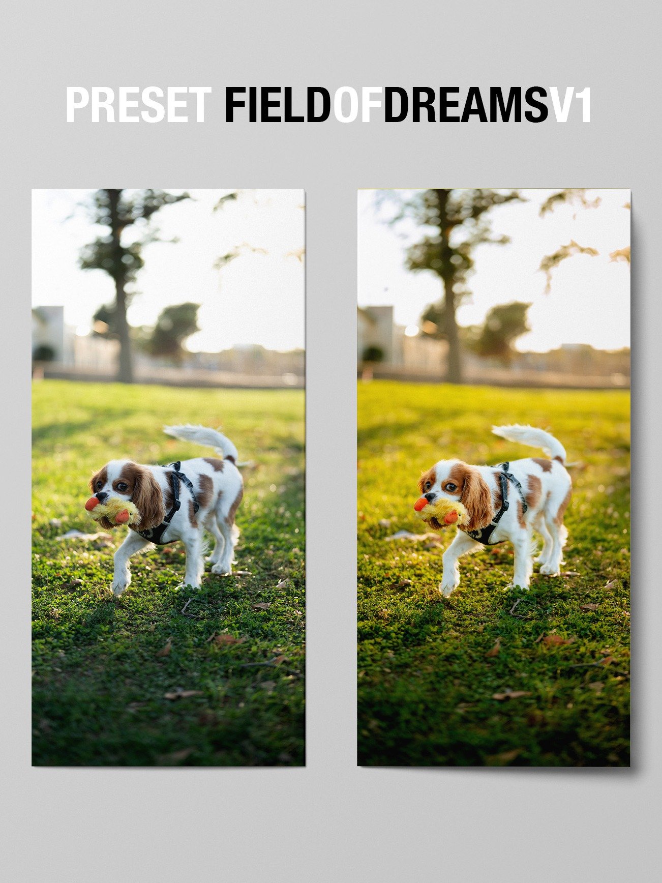 CUTE DOG PRESETS product image (6)