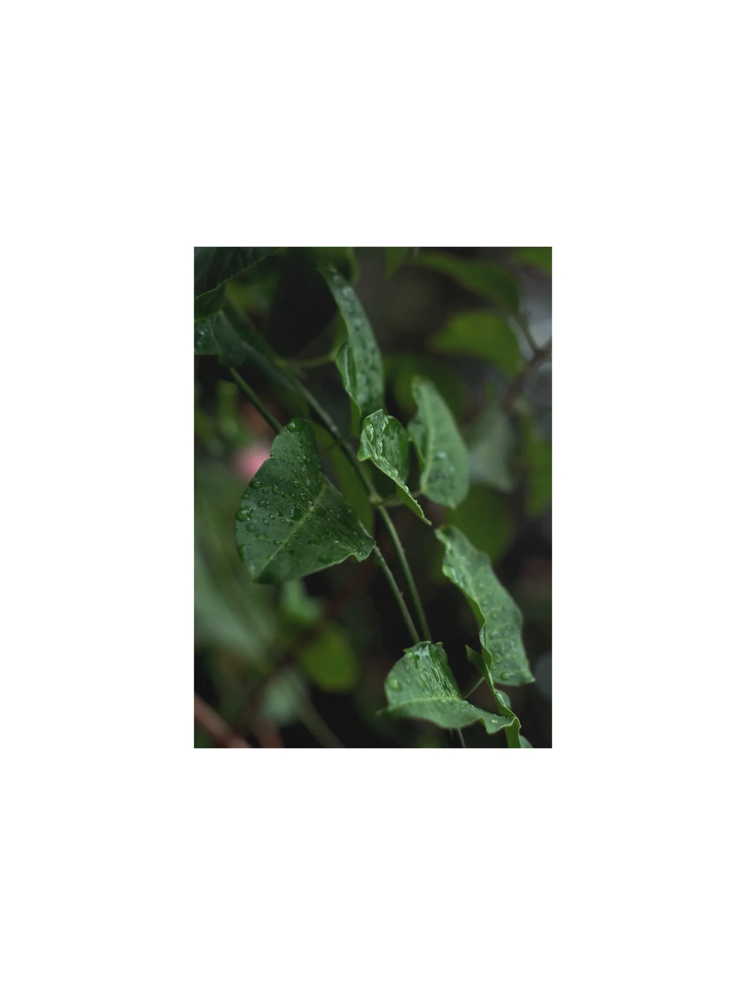 Raindrops in the Forest – Atmospheric Nature Poster product image (5)