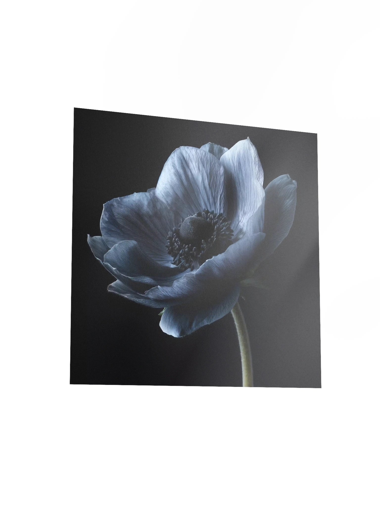 Black Field | Nocturne Anemone IV - Fine Art Print product image (3)