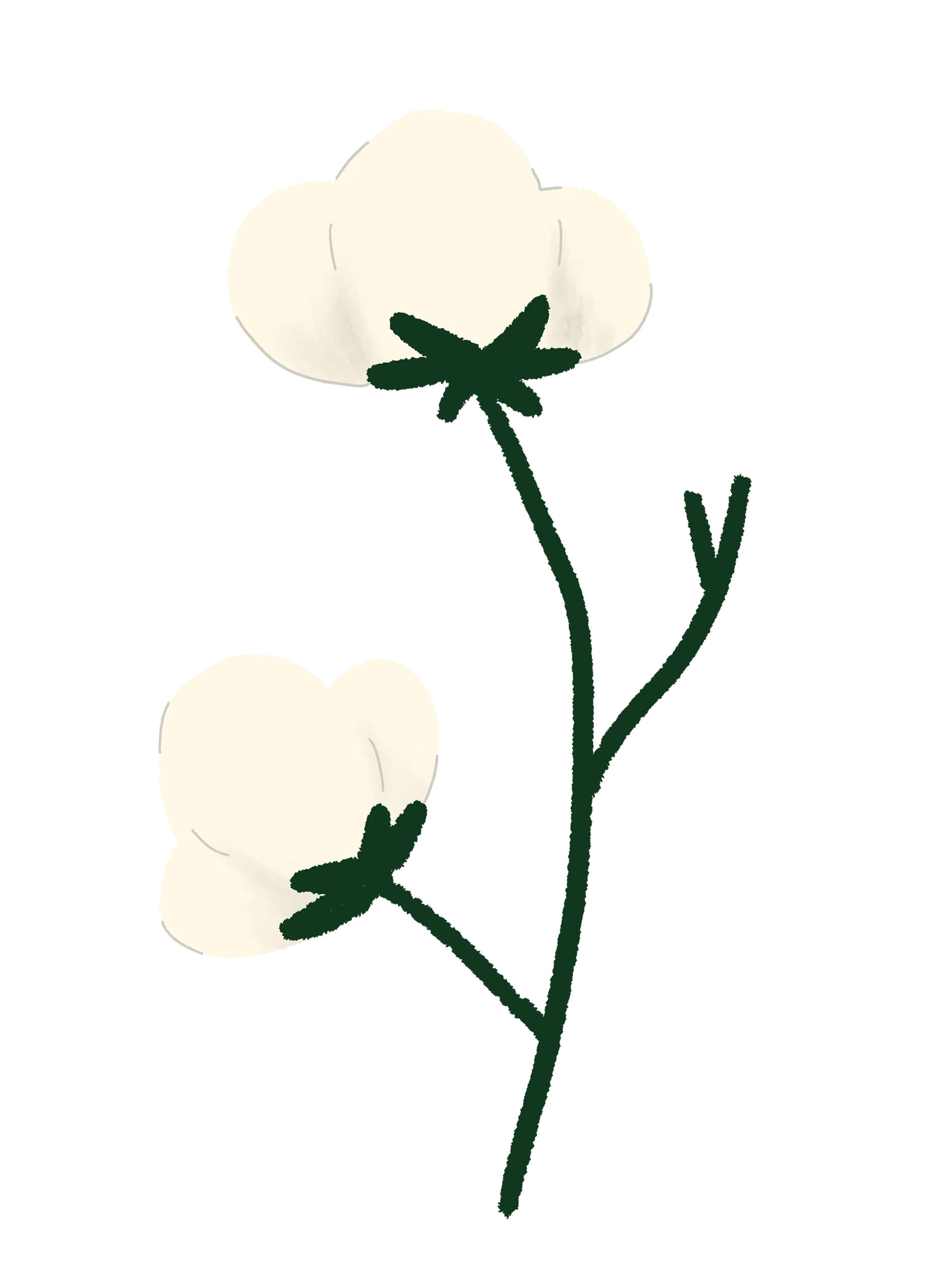 20 Hand-Drawn Flower & Botanical PNG Clipart Bundle product image (9)
