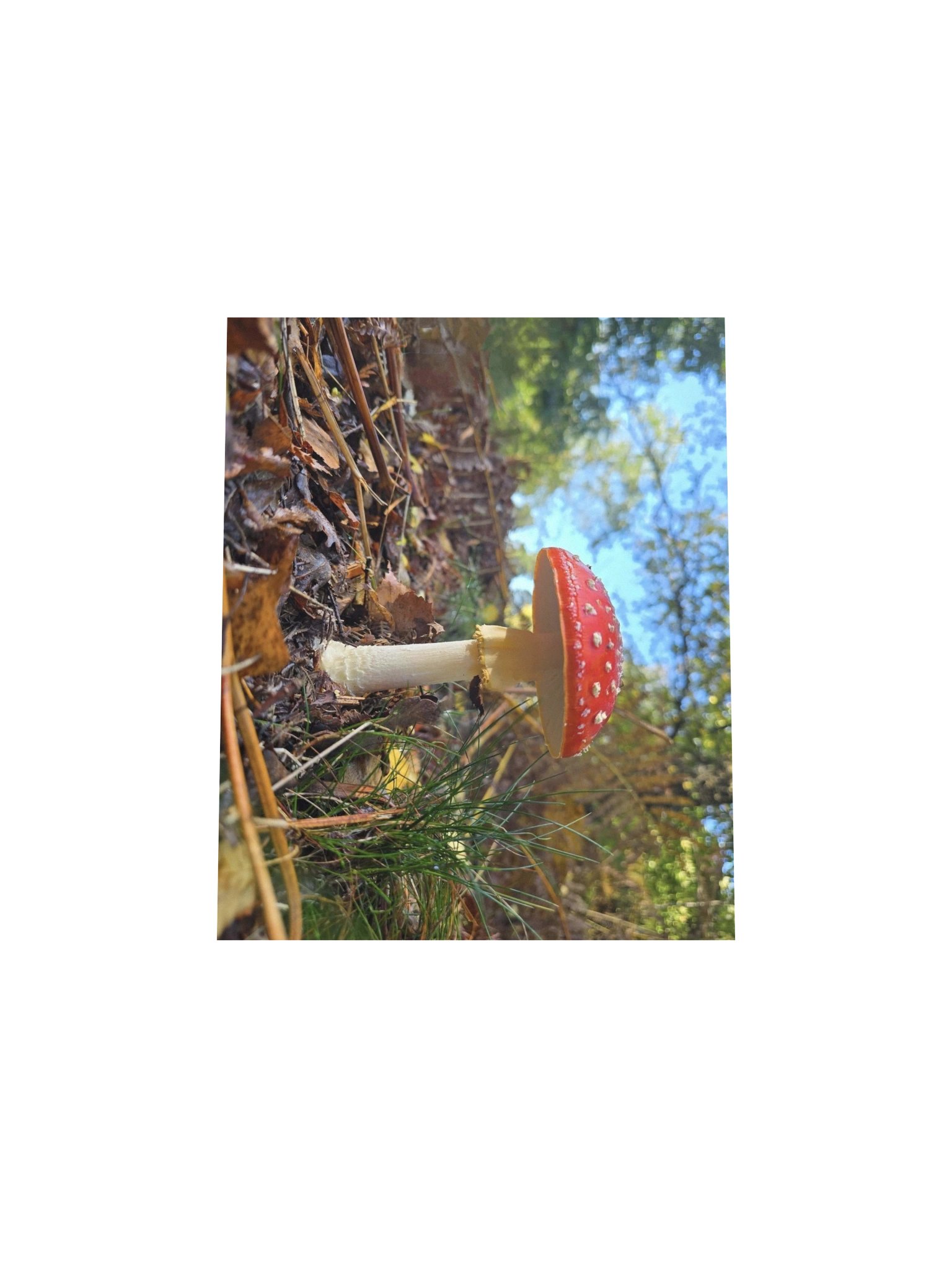 Fly agaric product image (4)