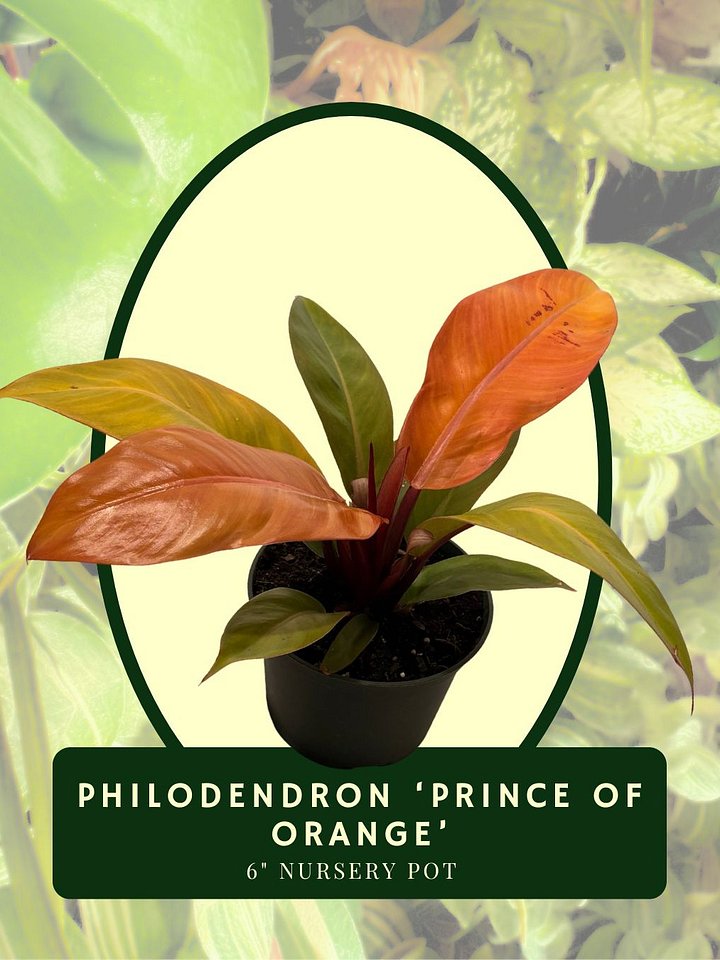 Philodendron 'Prince of Orange' product image (1)