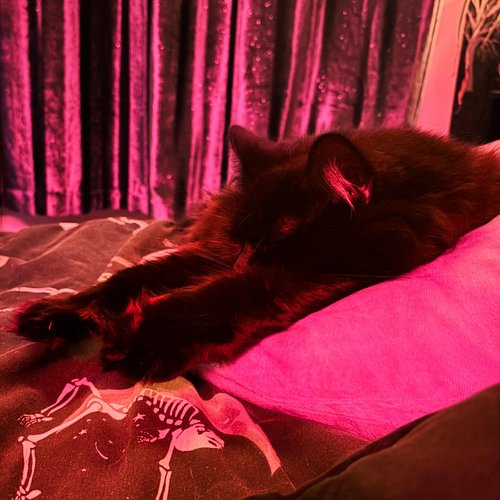Absolute thievery. I got one of those crafting pillows for around your waist…it’s perfectly Casper sized and has been claimed...