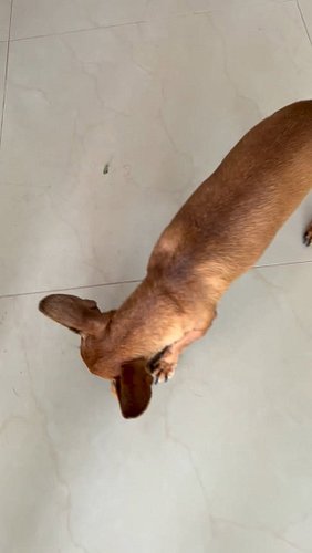 Chiquitin wishes you a lovely day. 

#chicathedoberman #chihuahua #bigpersonality