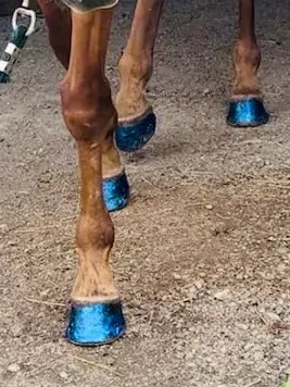 Hoof Polish (Nail Polish Safe for Animals) product image (10)