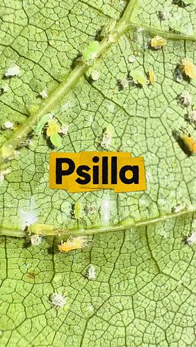 Sugar sh*it 🍡💩

Vabeh incredibile sta cosa … un Cercis zeppo di granelli di zucchero che mi sono piovuti in testa appena ci s...