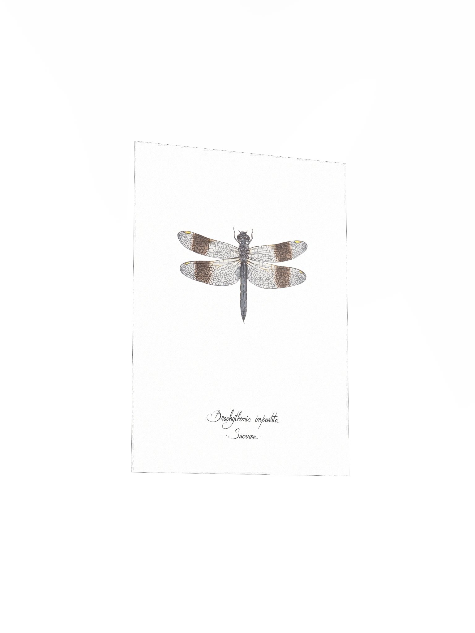 Brachythemis Impartita • Print product image (5)