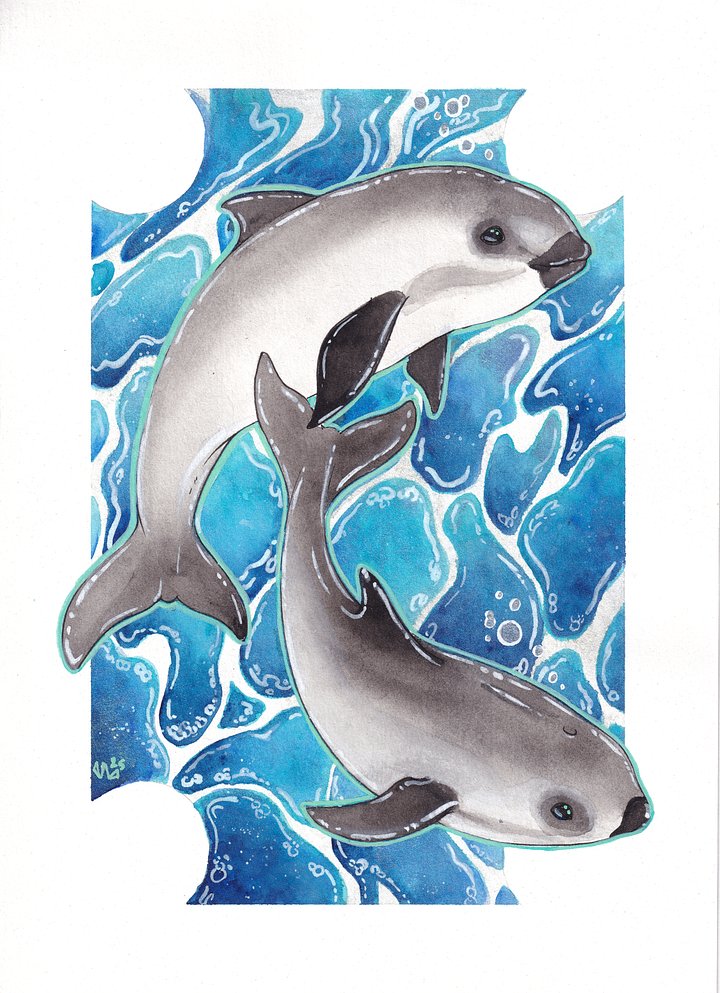 Vaquita Watercolor product image (1)