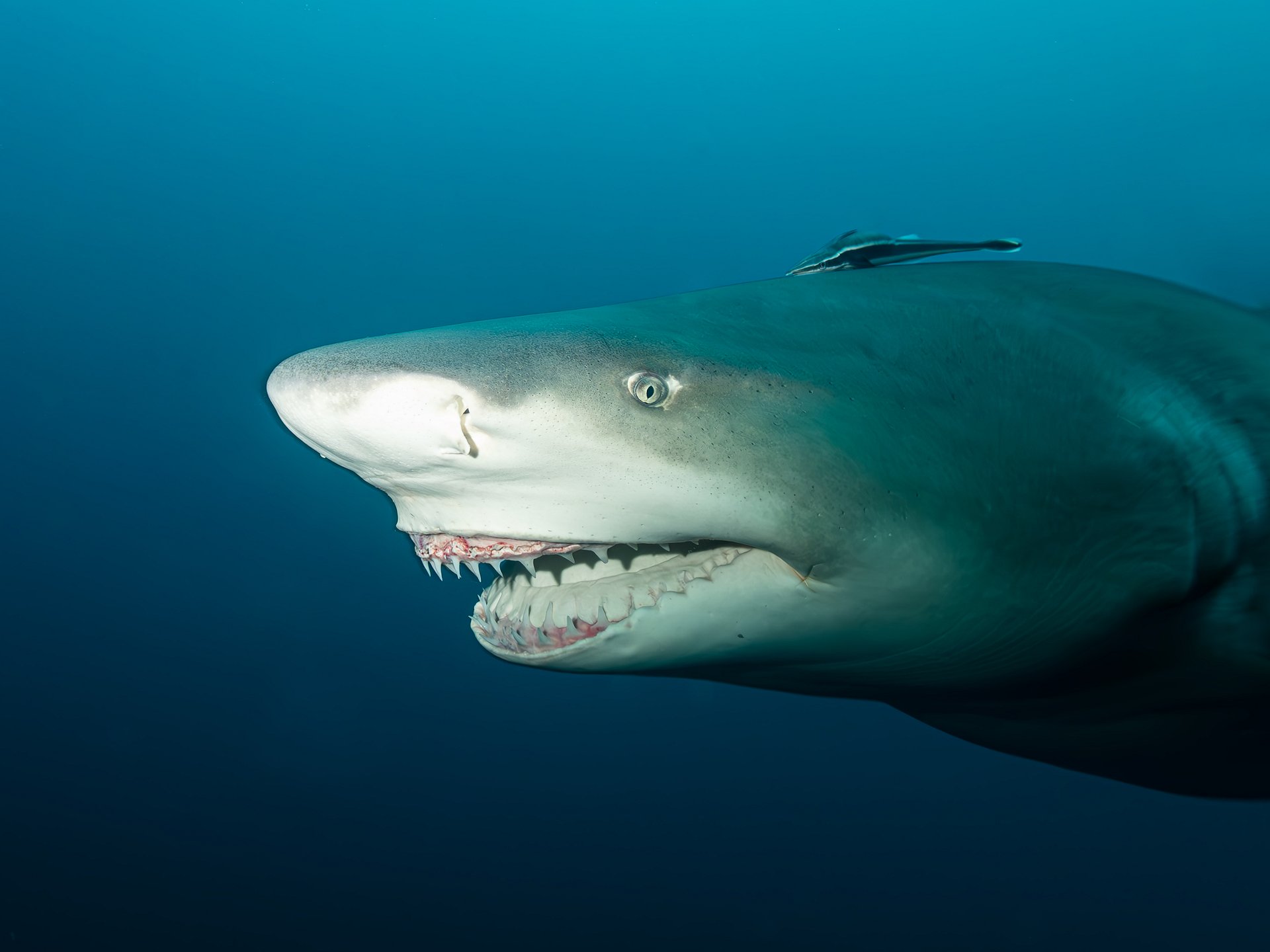 Miss Snooty Lemon Shark Photo Download product image (1)