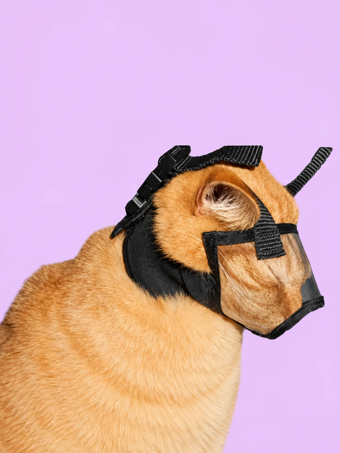 Dental Exam/ Tooth Brushing Muzzles for Dogs and Cats product image (5)