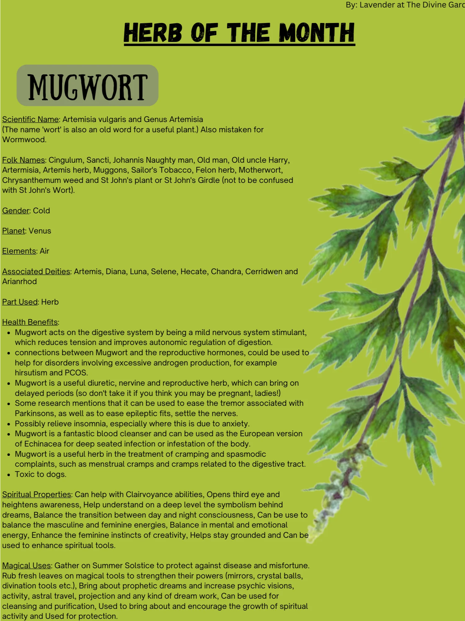 Mugwort product image (1)