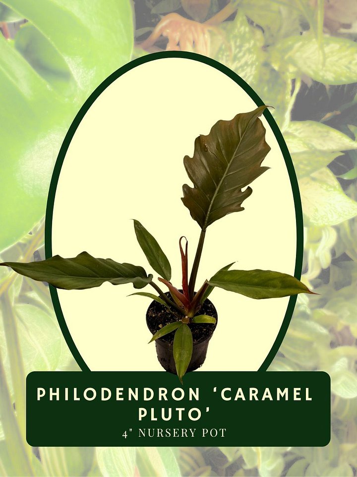 Philodendron Caramel Pluto product image (1)
