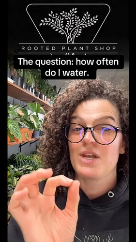Someone asked how often I water the plants in the shop and whether I arrange them by watering schedule. I don’t, because wate...