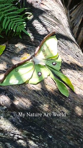 My Nature Art World 🌿 #natureart #naturelovers #landart #creativearts #artistsofinstagram