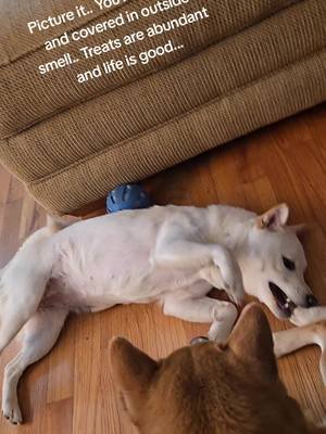 My marshmallow is spicy #shibainu #rumi #bathday 