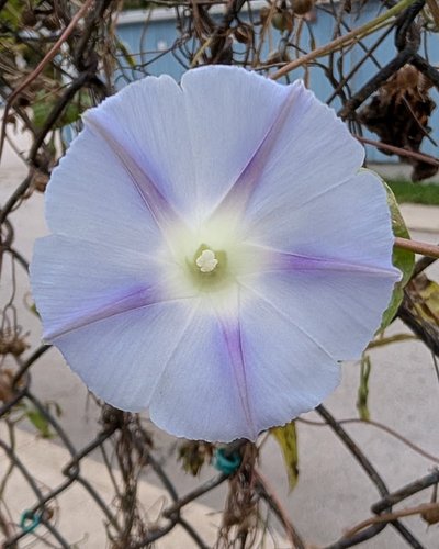 All of the flowers got hit hard by the overnight temps so there are very few morning glories left for the year. Maybe a coupl...