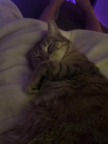 I know the world is an ugly place, but I wanted to share the many ways eevee is sleepy.

#catsofinstagram #cat #bestfriend