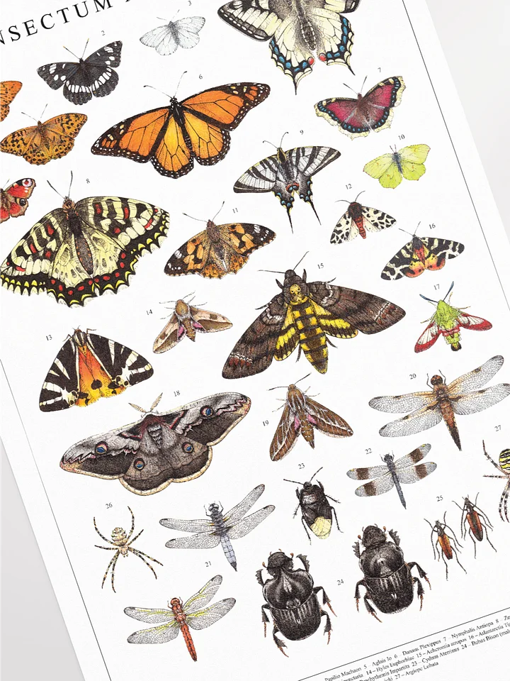Insectum Abstractus, Whole • Print product image (2)