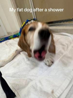 Bro made sure to let me hear it 😂 #dog #funny #viral 