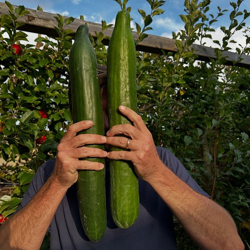 4 in 1 kinda cucs #nodig #marketgarden