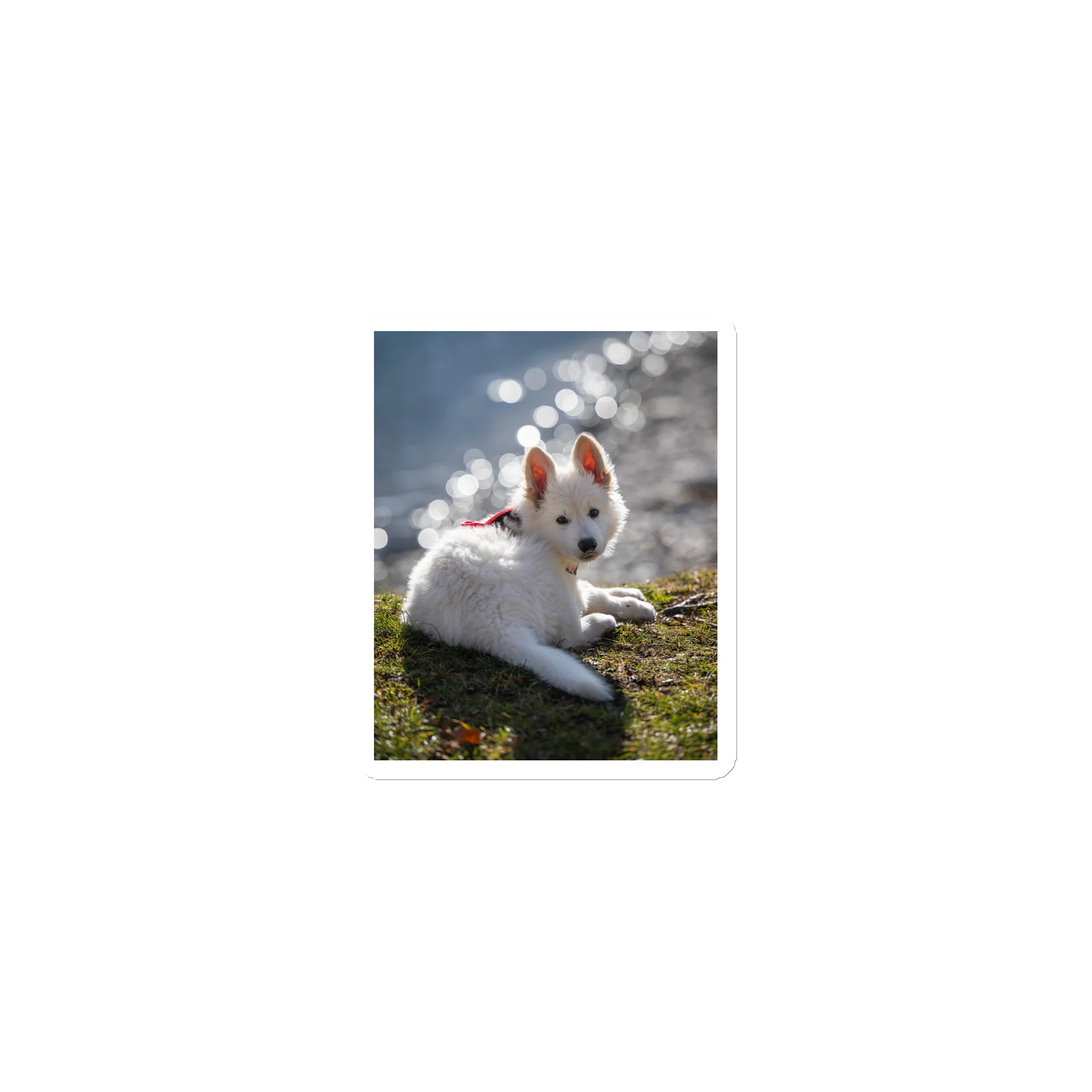 Lil Rasta at Lake Brienz (puppy stage) Magnet product image (1)