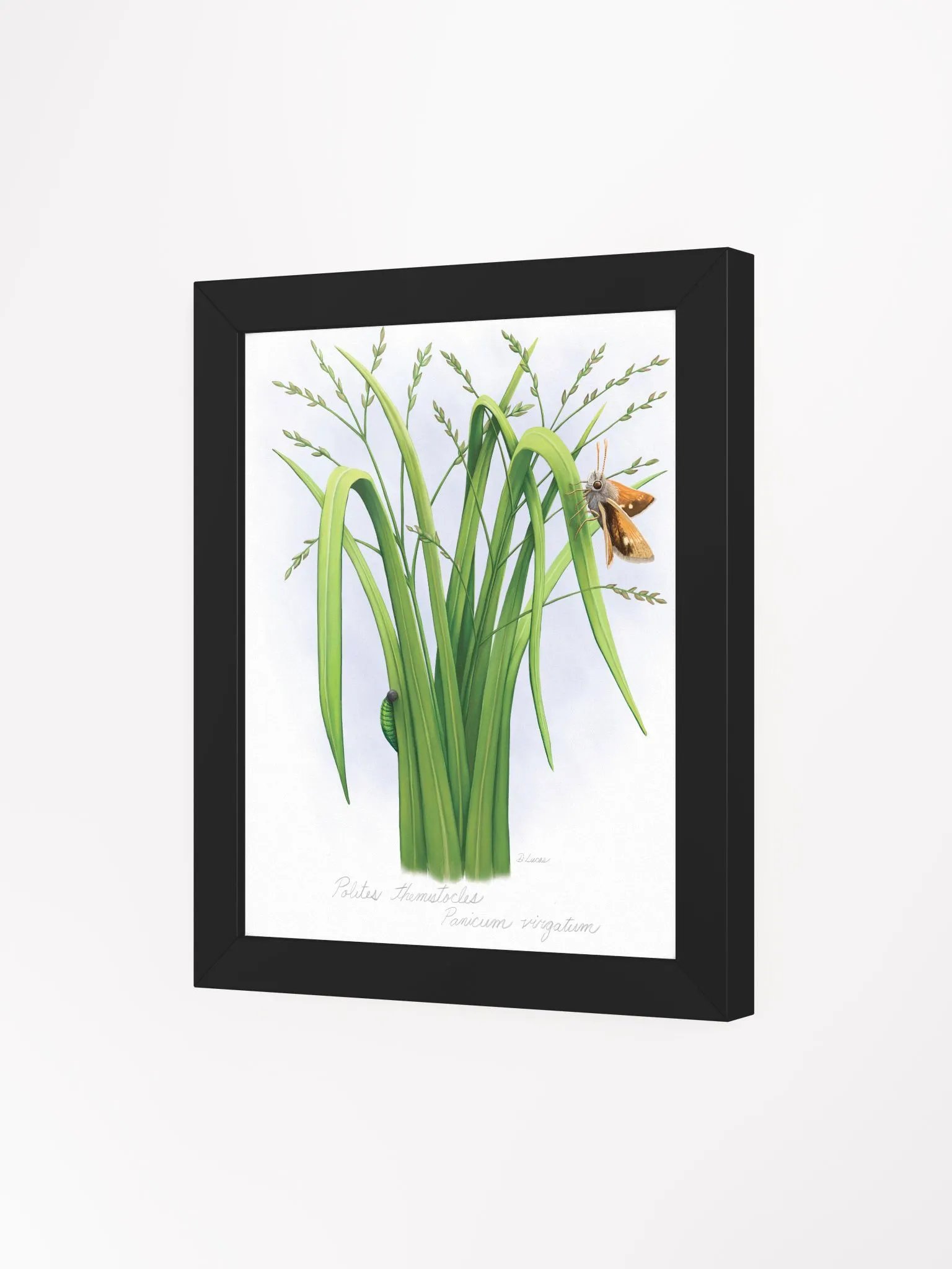 Skipper Butterfly product image (32)