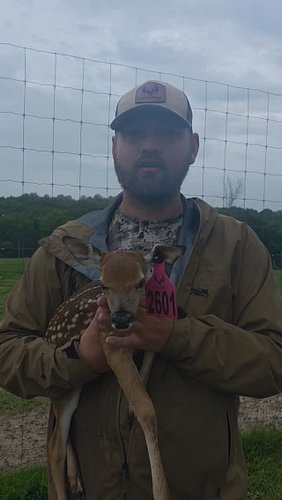 Hold onto your hats, folks! We just welcomed our first fawn of the year, and she's a total rockstar. This little doe is an 'A...