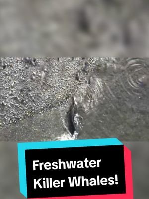 Incredible Catfish Pigeon Ambush!  Watch the full vid on my YT Channel! #welscatfish #nature #naturevideos #wildlife 