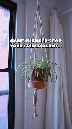 My top tips for anyone with a spider plant! Learn more on the Plant School Podcast Ep. 187!

#houseplantcommunity #plantschoo...
