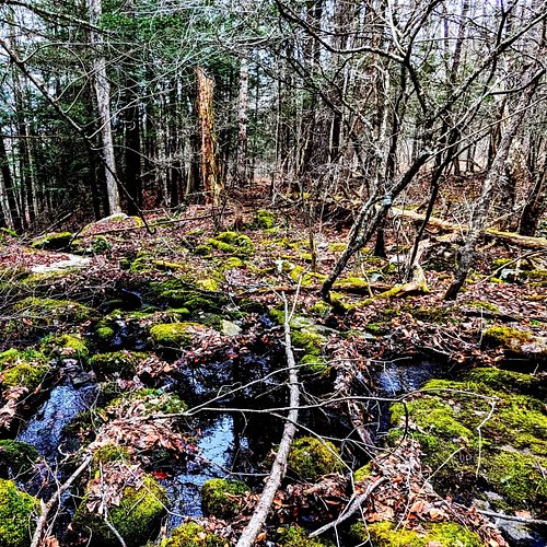 First spring hike of the year. Video tonight at 8:30pm over on my YouTube channel.

https://youtu.be/RDOnHqRV0Ns?si=wIzMvjsEJ...