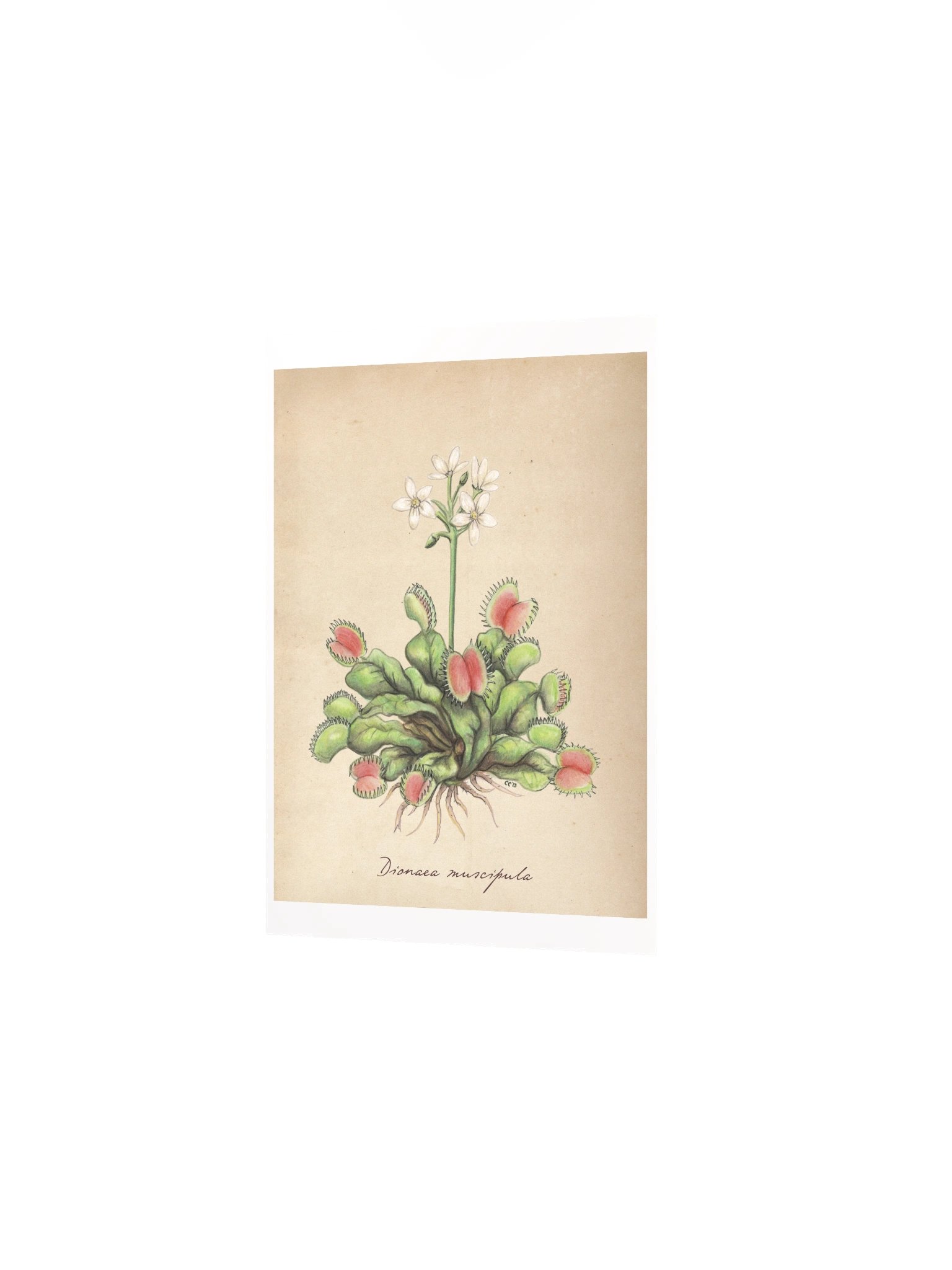 Venus Flytrap - Art Print product image (2)