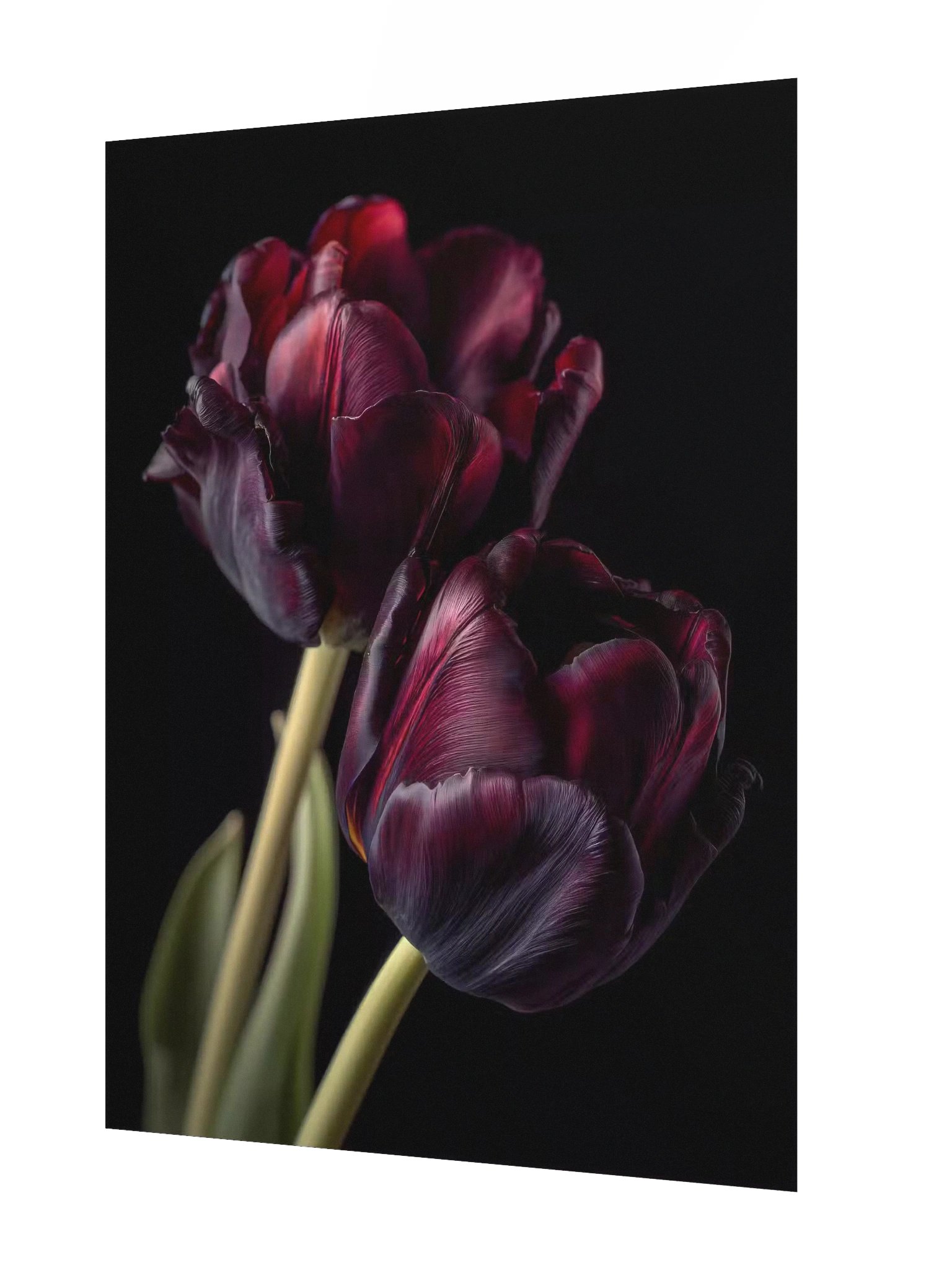Tulips After Dusk III — Carmine Duet Fine Art Print product image (2)