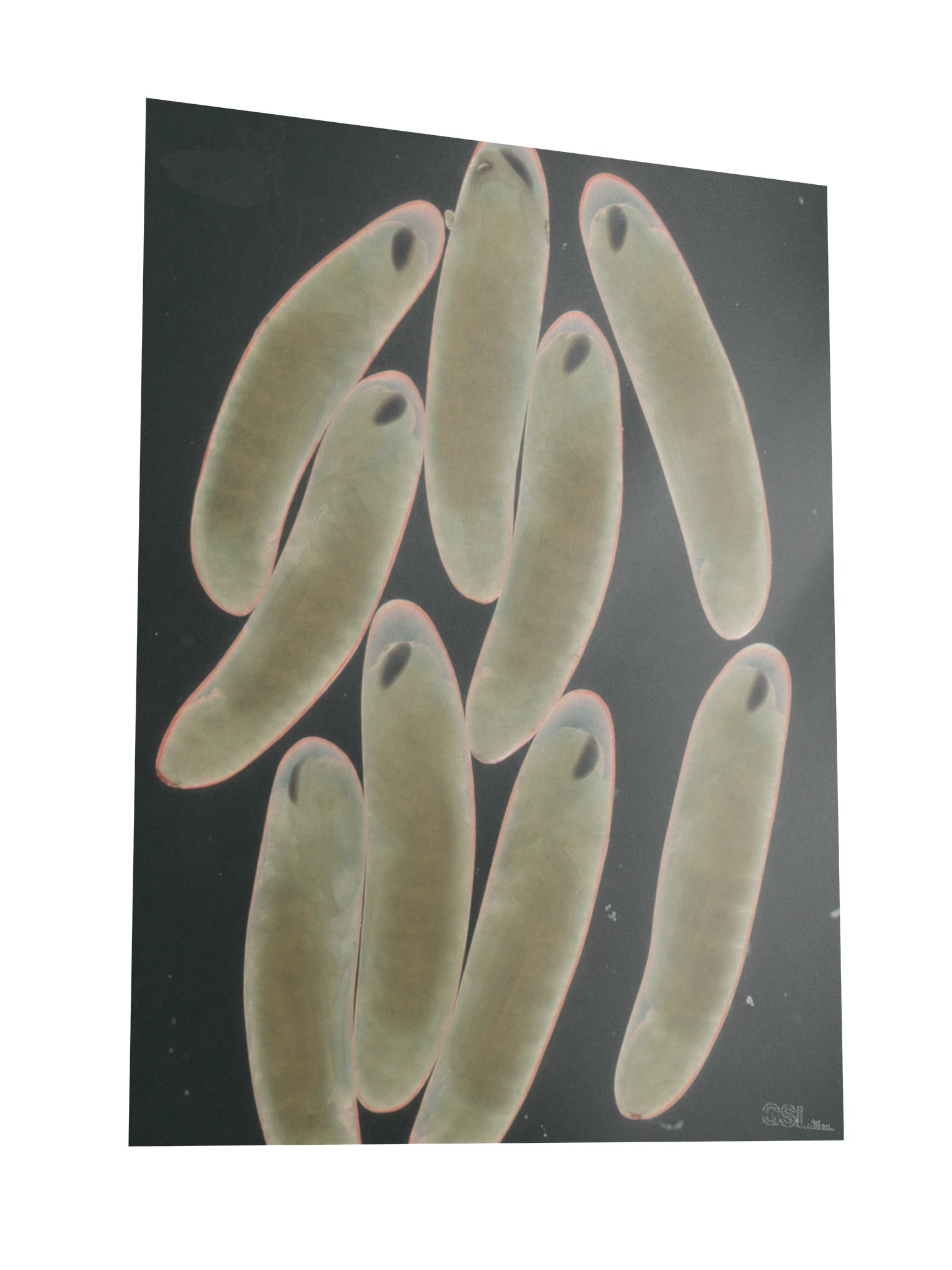 dischargedflightposter product image (3)
