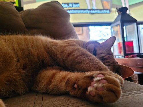 My stinky boy turns 10 today!

HAPPY BIRTHDAY BABOU 😸🎉 Hard to believe there was a time I could fit your entire body into my ...