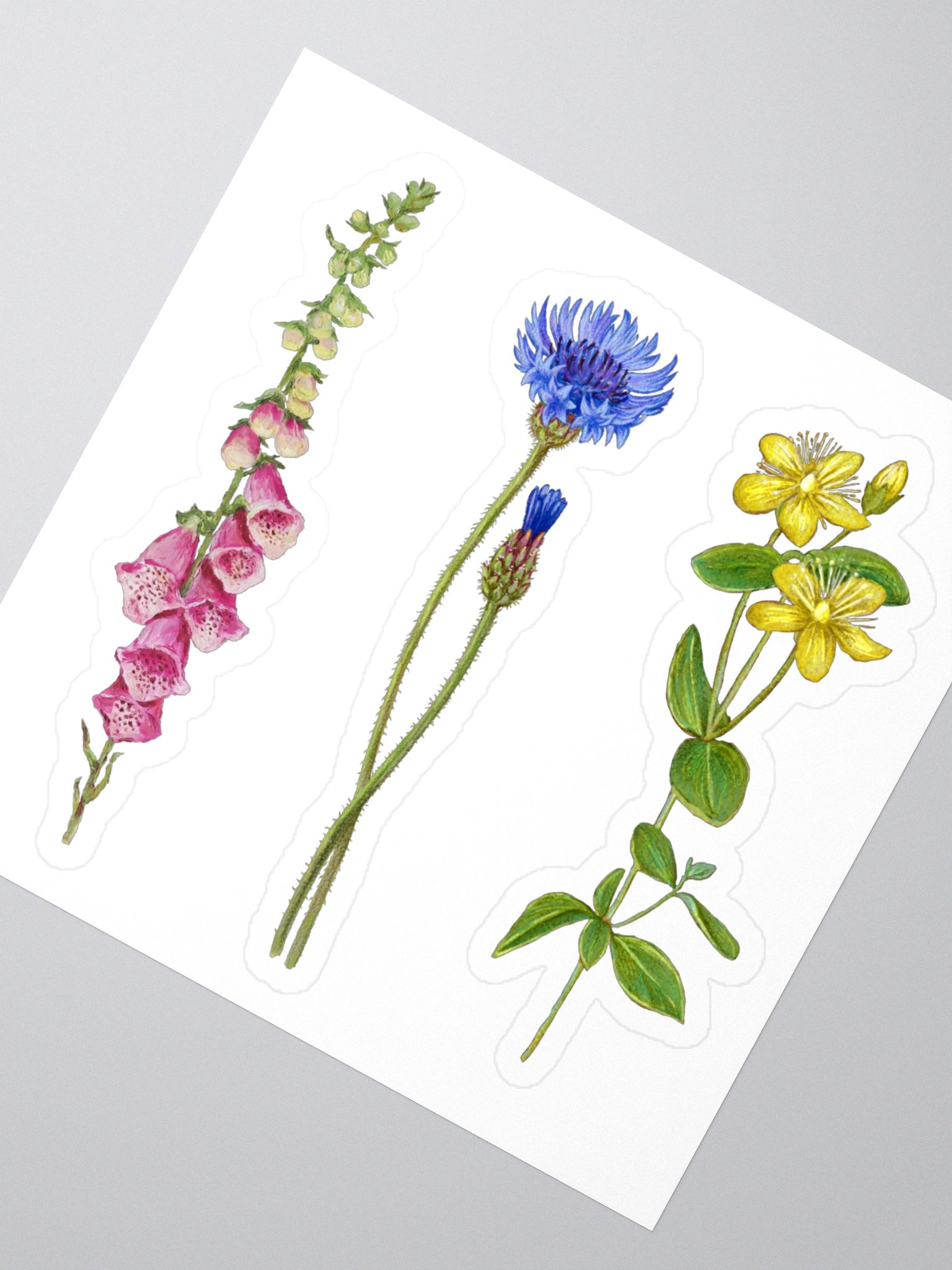 Botanical illustrations stickers product image (4)
