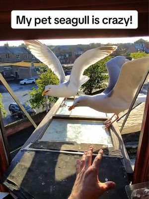 Steven you are a menace! But i love you ❤️ #fyp #foryou #seagull #feedingsteven #birds