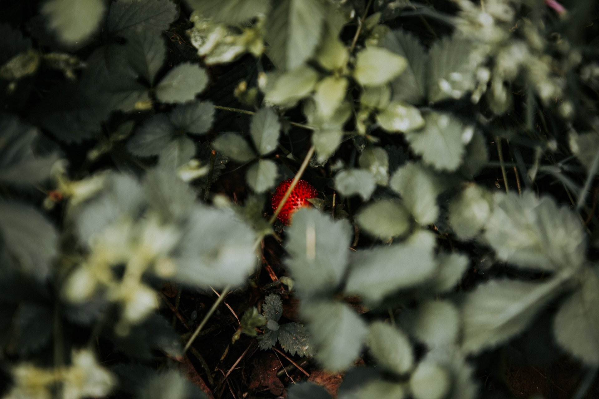 Little berry product image (1)