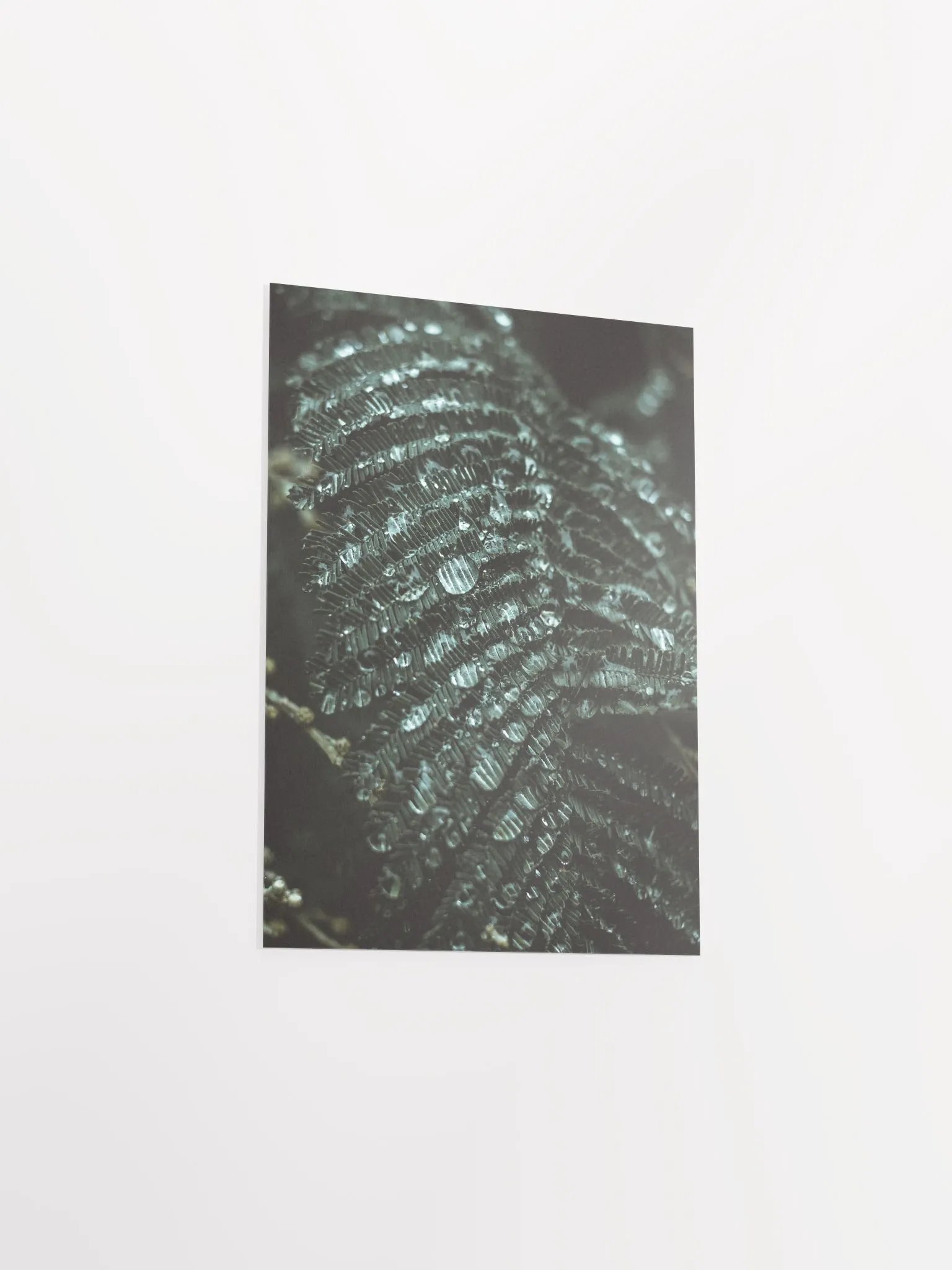 Mimosa product image (7)