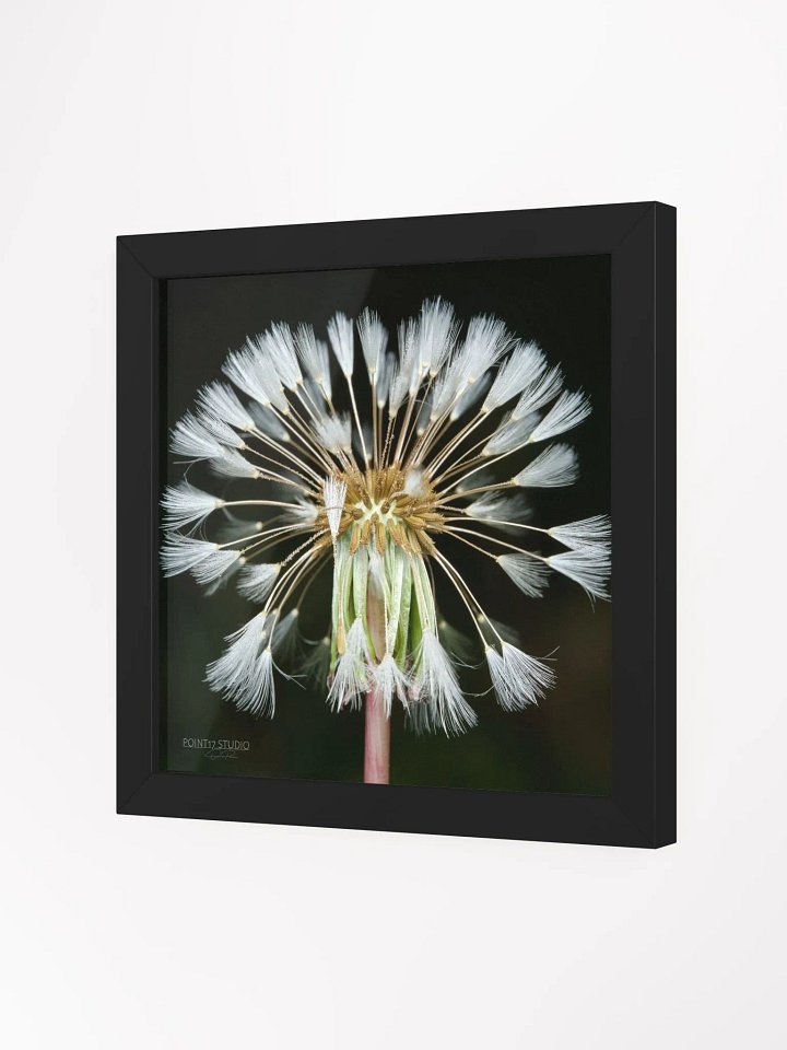 Dandelion #11 - Framed Print product image (2)