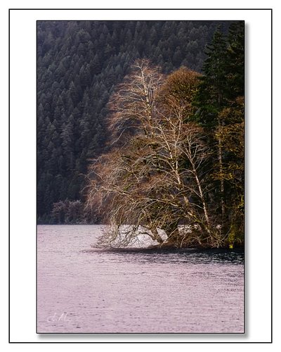 Lake Crescent catching that soft winter light — a bare alder glowing warm against dark Olympic firs, the lake rippling lavend...