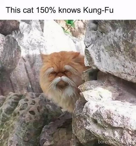 What would you name this kung fu kitty? Angela Meow?