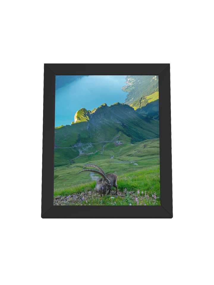 Steinbock auf dem Brienzer Rothorn product image (2)