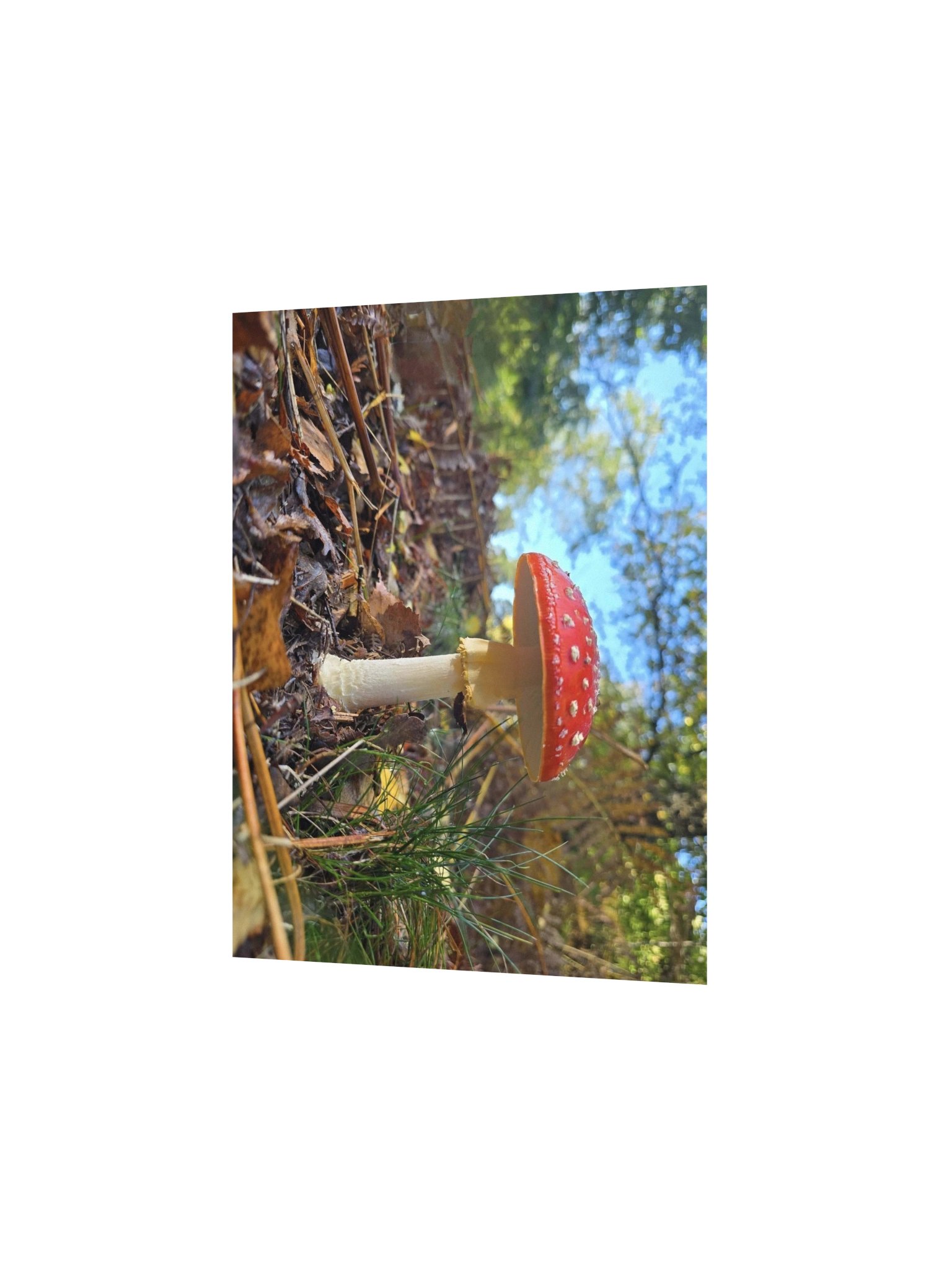 Fly agaric product image (2)